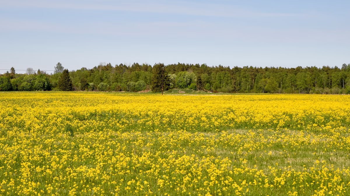 Explore the lush yellow fields and forests in Kahala, Harju County, Estonia.